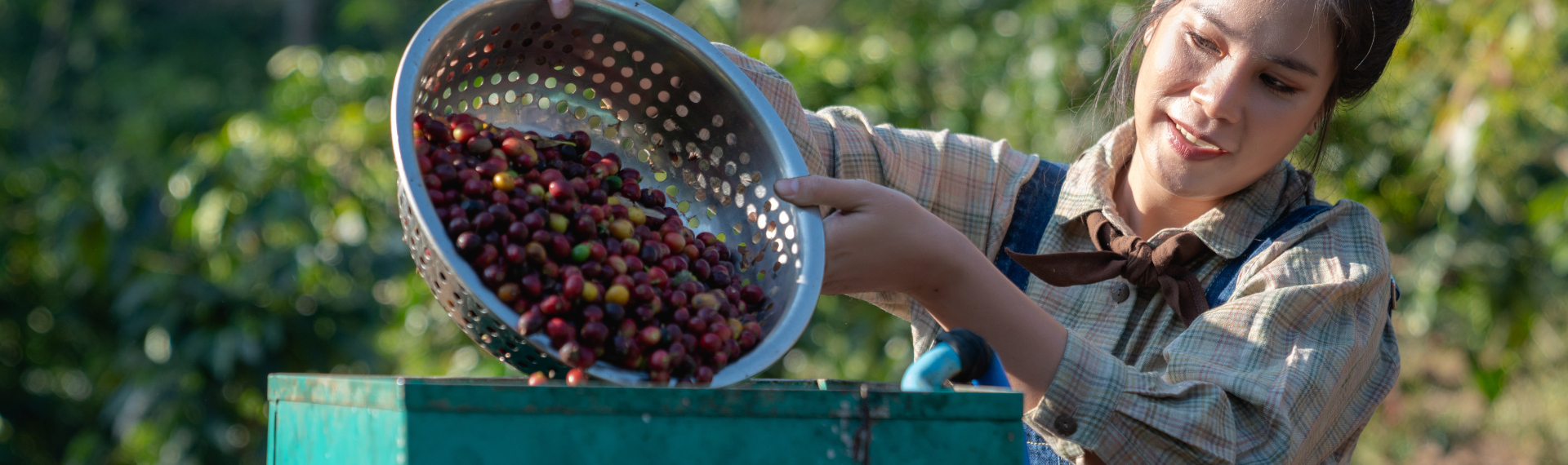Green Coffee Beans from East Africa
